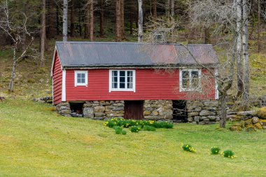 Tjoervg, NORway - 2020 Nisan 25. Sarı nergisli kırmızı çiftlik evi, bahar bahçesindeki Narcissus psödonarisis..