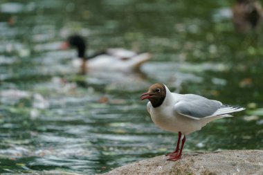 STAVANJER, NORway - 2020 Temmuz 06. Siyah başlı martı, krokosefalus ridibundus, yerde duruyor..