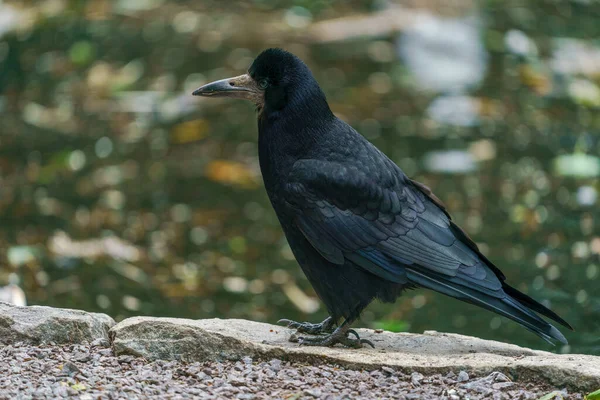 Stavanger Norway 2020 Ιουλιου Κοράκι Corvus Corone Μαύρο Πτηνό Που — Φωτογραφία Αρχείου