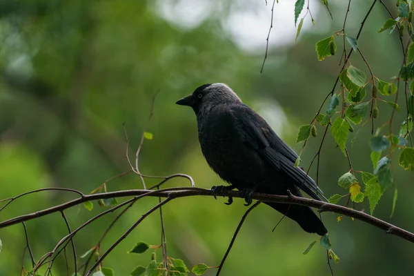 Ставангер Норвегия Июль 2020 Года Портрет Одинокой Птицы Галка Corvus — стоковое фото