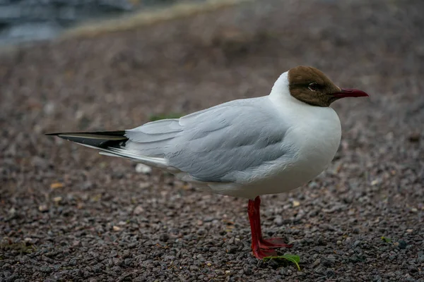 Stavanger Noruega 2020 Julho Gaivota Cabeça Preta Chroicocephalus Ridibundus Chão — Fotografia de Stock