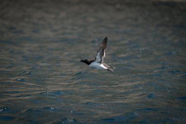 RUNDE, NORway - 2020 Haziran 19. Razorbill (Alca torda) Runde kuş adasında denize yakın uçuyor.