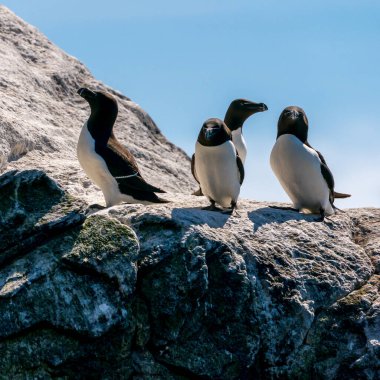 RUNDE, NORway - 2020 Haziran 19. Bir grup Razorbills (Alca torda) Runde kuş adasında bir uçurumun kenarında duruyor..
