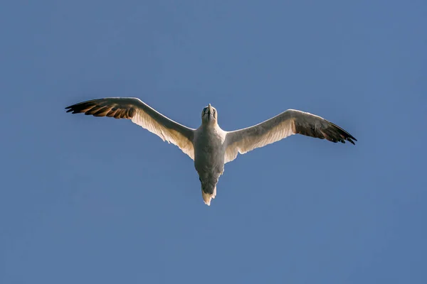 Runde Noorwegen 2020 Juni Noordelijke Gannet Morus Bassanus Tijdens Vlucht — Stockfoto