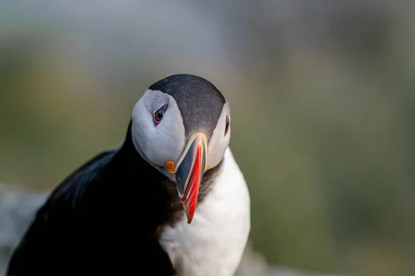 Runde Noruega 2020 Maio Puffin Atlântico Fratercula Arctica Ilha Runde — Fotografia de Stock