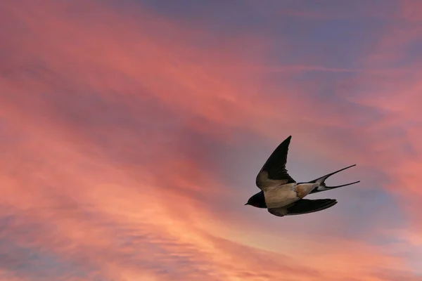 Ulsteinvik Norway 2020年エイプリル25 バーンツバメの鳥は日没の色で空気中の昆虫をキャッチしている — ストック写真