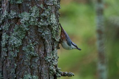 VALLDAL, NORway - 2020 Haziran 03. Ağacın ağzında böcek olan Nuthatch (Sitta europaea)