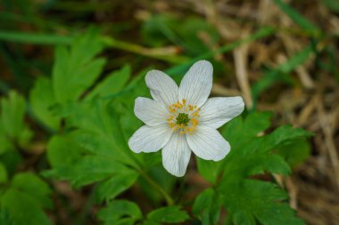 VALLDAL, NORway - 2020 Haziran 06. İlkbaharda tek bir ahşap şakayık (Anemone nemorosa) çiçeğine odaklan.