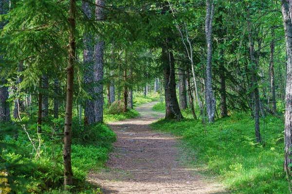 VALLDAL, NORway - 2020 Haziran 03. Doğada güzel yürüme denemeleri.
