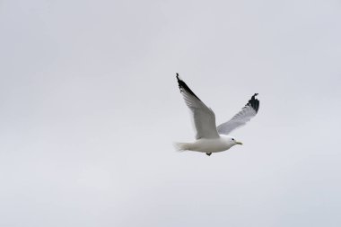 ULSTEINVIK, NORway - 2020 Nisan 25. Beyaz ve siyah martı hafif arka planda uçuyor.