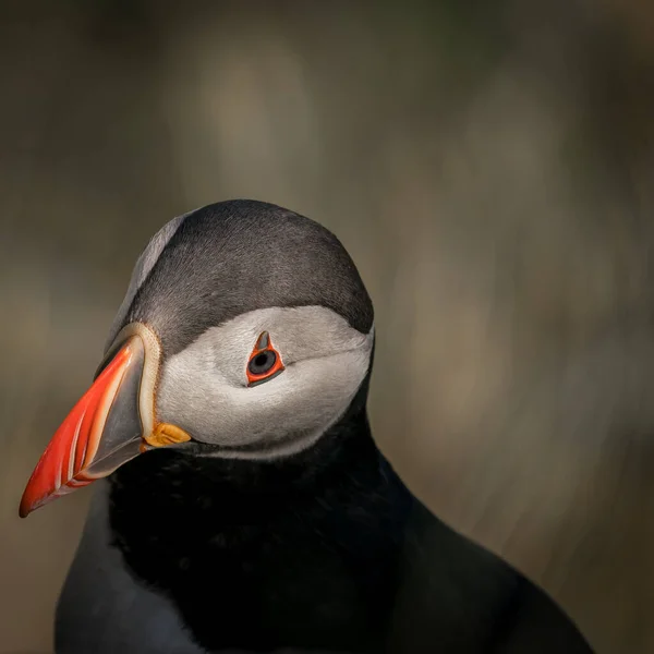 Runde Noruega 2020 Junho Puffin Atlântico Fratercula Arctica Espécies Aves — Fotografia de Stock