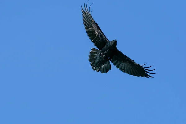 Runde Noruega 2020 Marzo Cuervo Común Volando Contra Cielo Azul — Foto de Stock