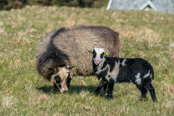 Runde Noorwegen 2020 Mei Schapen Haar Pasgeboren Lam Lente Van — Stockfoto