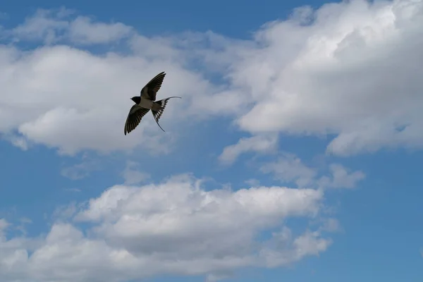 Ulsteinvik Noorwegen 2020 April Schuurzwaluwvogel Een Kleine Snelle Vogel Insecten — Stockfoto