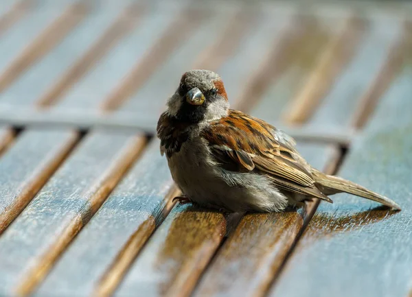 Ulsteinvik Norway 2020 August House Sparrow Passer Domesticus Perched Table — Stock Photo, Image