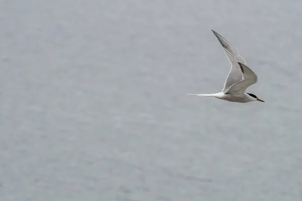 Ulsteinvik Noruega 2020 Maio Tern Comum Adulto Voo Com Fundo — Fotografia de Stock