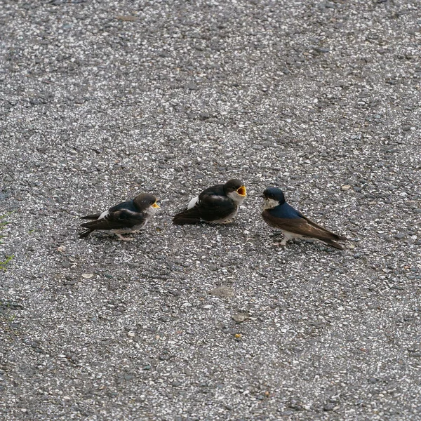 Ulsteinvik Norwegen 2020 Juli Scheunenschwalbe Hirundo Rustica Begriff Ihre Jungen — Stockfoto