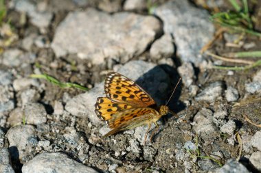 FLO, NORway - 2020 Ağustos 10. Kelebek Speyeria aglaja kayanın üstünde.