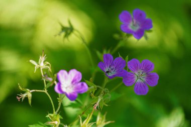 FLO, NORway - 2020 Ağustos 10. Mart turna tasarısı, Geranium palustre, yeşil arka planlı çiçek.