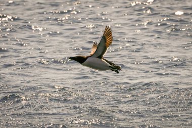 RUNDE, NORway - 2020 Haziran 19. Razorbill (Alca torda) Runde kuş adasında denize yakın uçuyor.