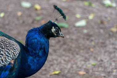 STAVANJER, NORway - 2020 Temmuz 06. Parkta Güzel Tavuskuşu (Pavo Kristali).