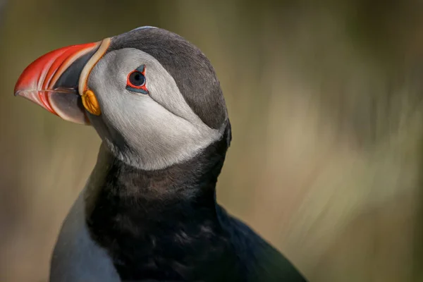 Rund Norway 2020 6月19日 鳥島の大西洋パフィン フラタルカ弧 海鳥種 Runde — ストック写真