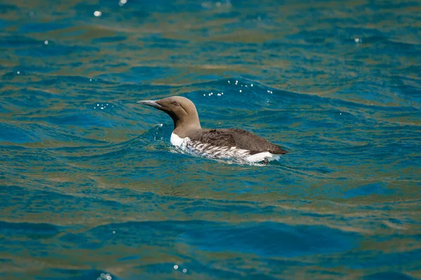 RUNDE, NORway - 2020 Haziran 19. Guillemot veya Common murre (Uria aalge) Runde Adası 'nda denizdedir..