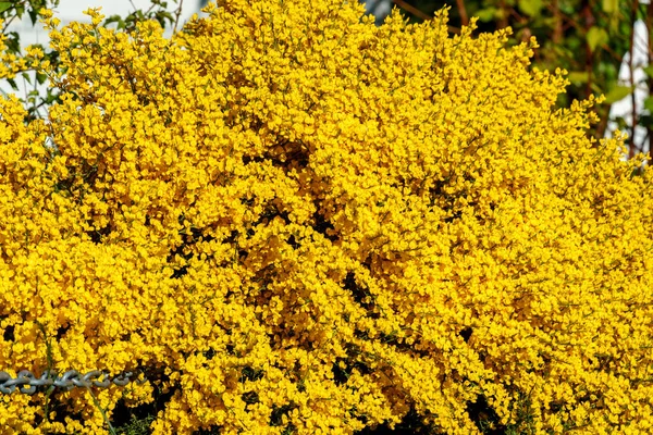 Valldal Noorwegen 2020 Mei Gele Bloemen Textuur Tuin Bloeien — Stockfoto