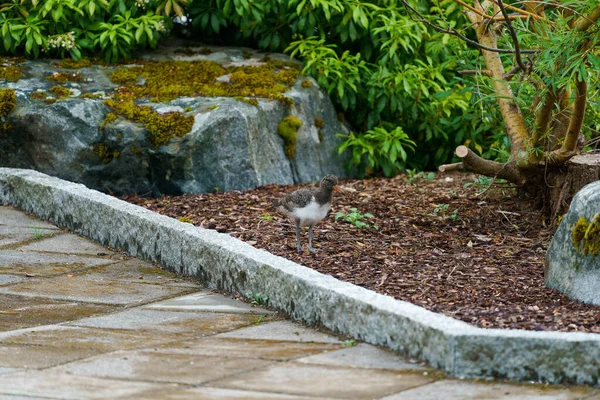 Valldal Norwegen Juni 2020 Baby Austernfischer Haematopus Ostralegus Garten — Stockfoto