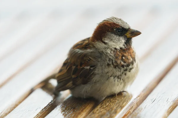 Ulsteinvik Norvégia 2020 Augusztus Veréb Ház Passer Domesticus Asztalon Jogdíjmentes Stock Fotók