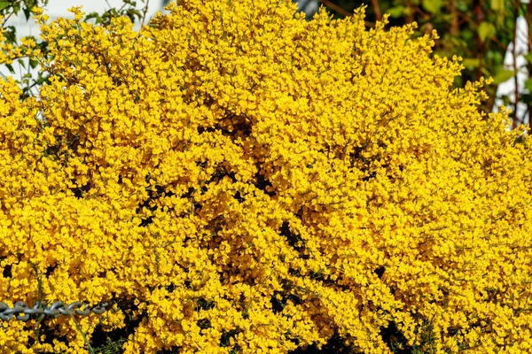 Értékelés Norvég 2020 Május Sárga Virágok Textúra Kertben Virágzó Jogdíjmentes Stock Képek