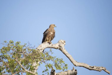 Siyah uçurtma bir ağaca tüneyip avını yiyor. 