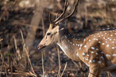 Benekli geyik, kartal ya da eksen geyiği ormanda duruyor. Yakın çekim.