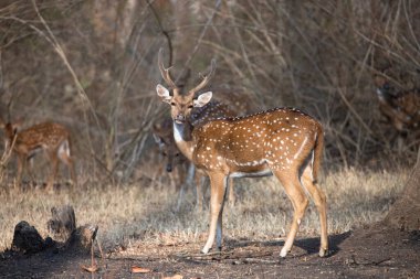 Benekli geyik, geyik ya da eksen geyiği bir ormanda kameraya bakıyor.