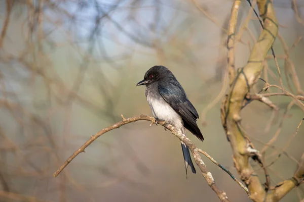 White Bellied Drongo Bird Perched Twig — Stock Photo, Image
