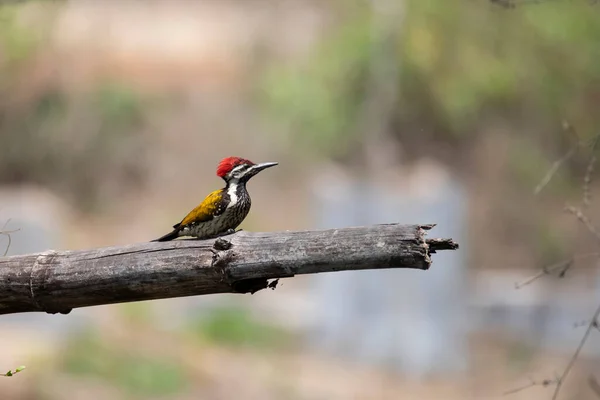 Black Rumped Flameback Pica Pau Tronco Árvore Morta — Fotografia de Stock