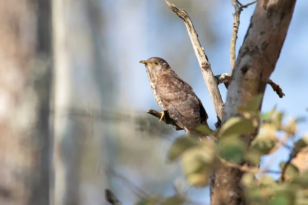 Habicht Kuckuck Vogel Hockt Auf Einem Baum — Stockfoto