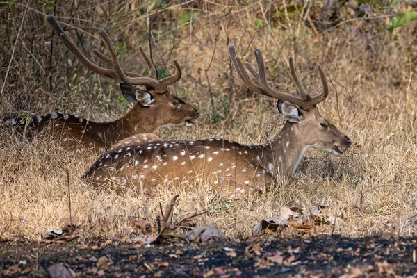 Cerfs Tachetés Cerfs Chapiteau Axe Reposant — Photo