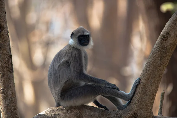 Língua Cinzenta Hanuman Langur Macaco Hanuman Sentado Uma Árvore — Fotografia de Stock