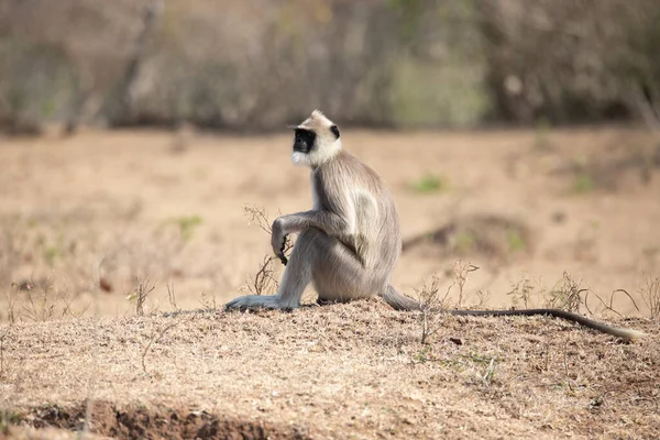 Gray Langur Hanuman Langur Hanuman Monkey Sitting Ground — ストック写真