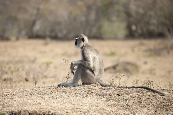 Gri Langur ya da Hanuman Langur ya da Hanuman maymunu yerde oturuyor.