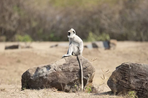 Língua Cinzenta Hanuman Langur Macaco Hanuman Sentado Sobre Uma Rocha — Fotografia de Stock