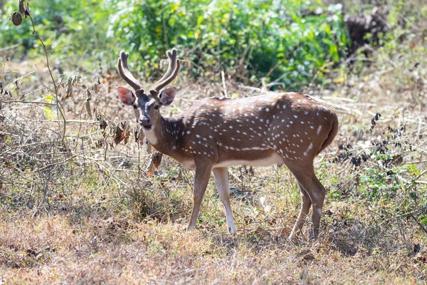 Spotted Deer Chital Axis Deer Standing Forest Stock Image