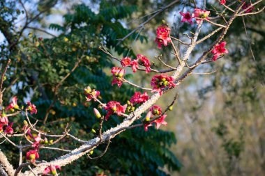 Gün ışığında güzel orman çiçekleri