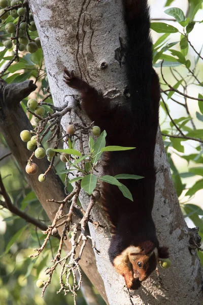 Esquilo Gigante Indiano Comendo Frutas Penduradas Cabeça Para Baixo — Fotografia de Stock