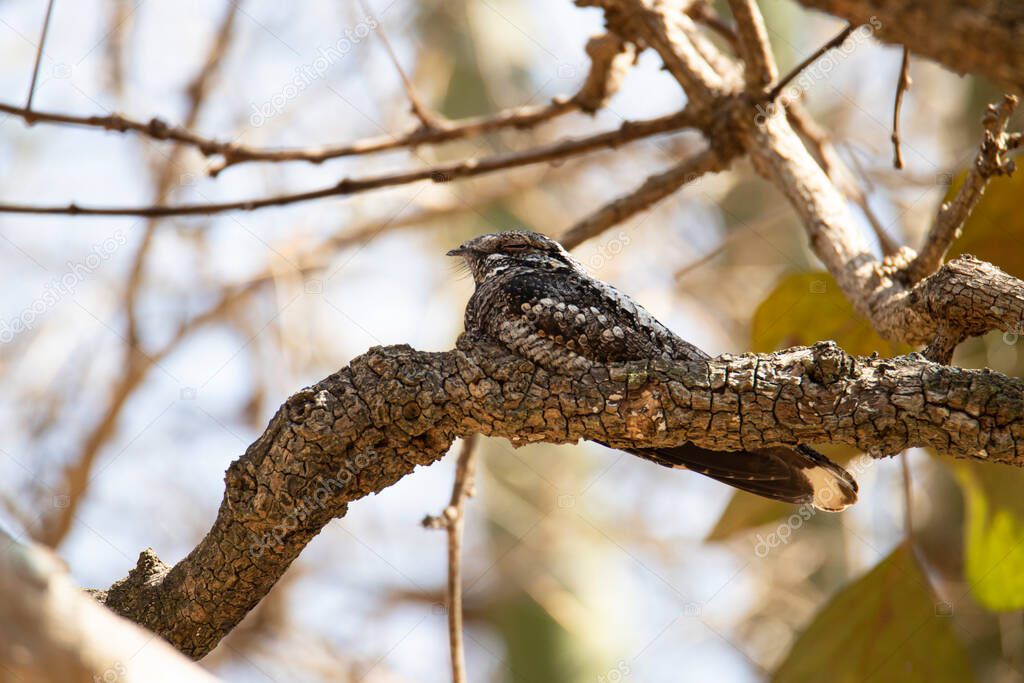 Jungle Nightjar perched on a tree in daytime caught sleeping