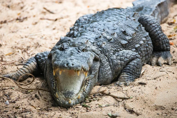 Crocodilo Uma Boca Margem Lago Aberta — Fotografia de Stock