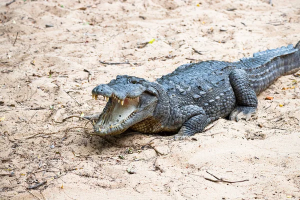 Crocodilo Uma Boca Margem Lago Aberta — Fotografia de Stock