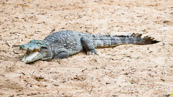 Crocodile Land Surface Lake Shore Mouth Opened — Fotografia de Stock