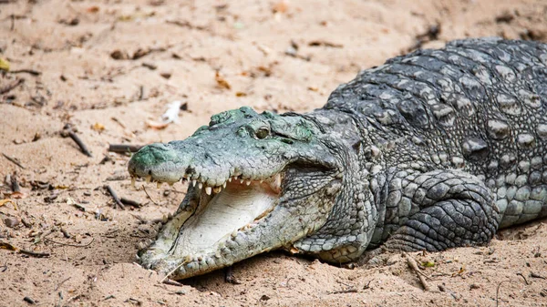Boca Crocodilo Aberta Vista Frontal — Fotografia de Stock